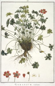 Geranium varium, de Geraniologia, seu Erodii, Pelargonii, Monsoniae et Grieli historia iconibus illustrata de Hubert Robert